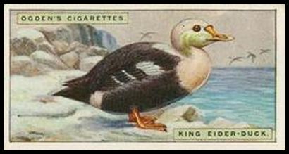 12 King Eider duck